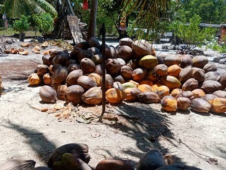 Kelapa Mersing 1 kelapa mersing